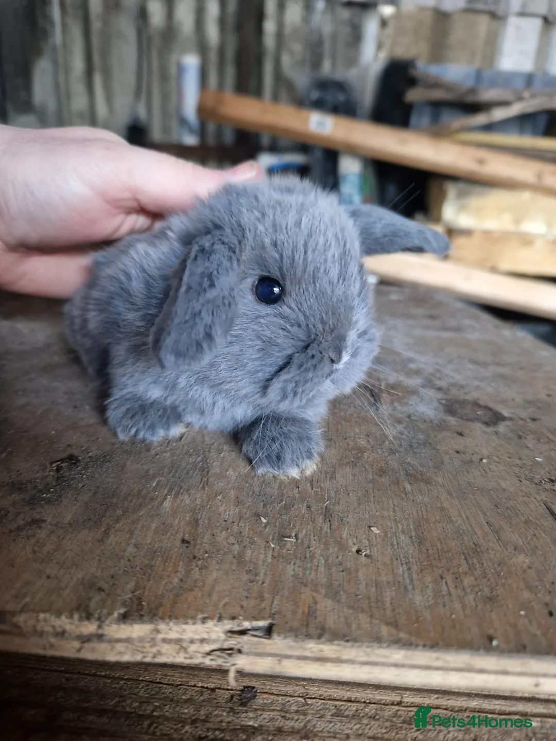 Mini Lop rabbits for sale: Baby Mini Lops - Advert 4