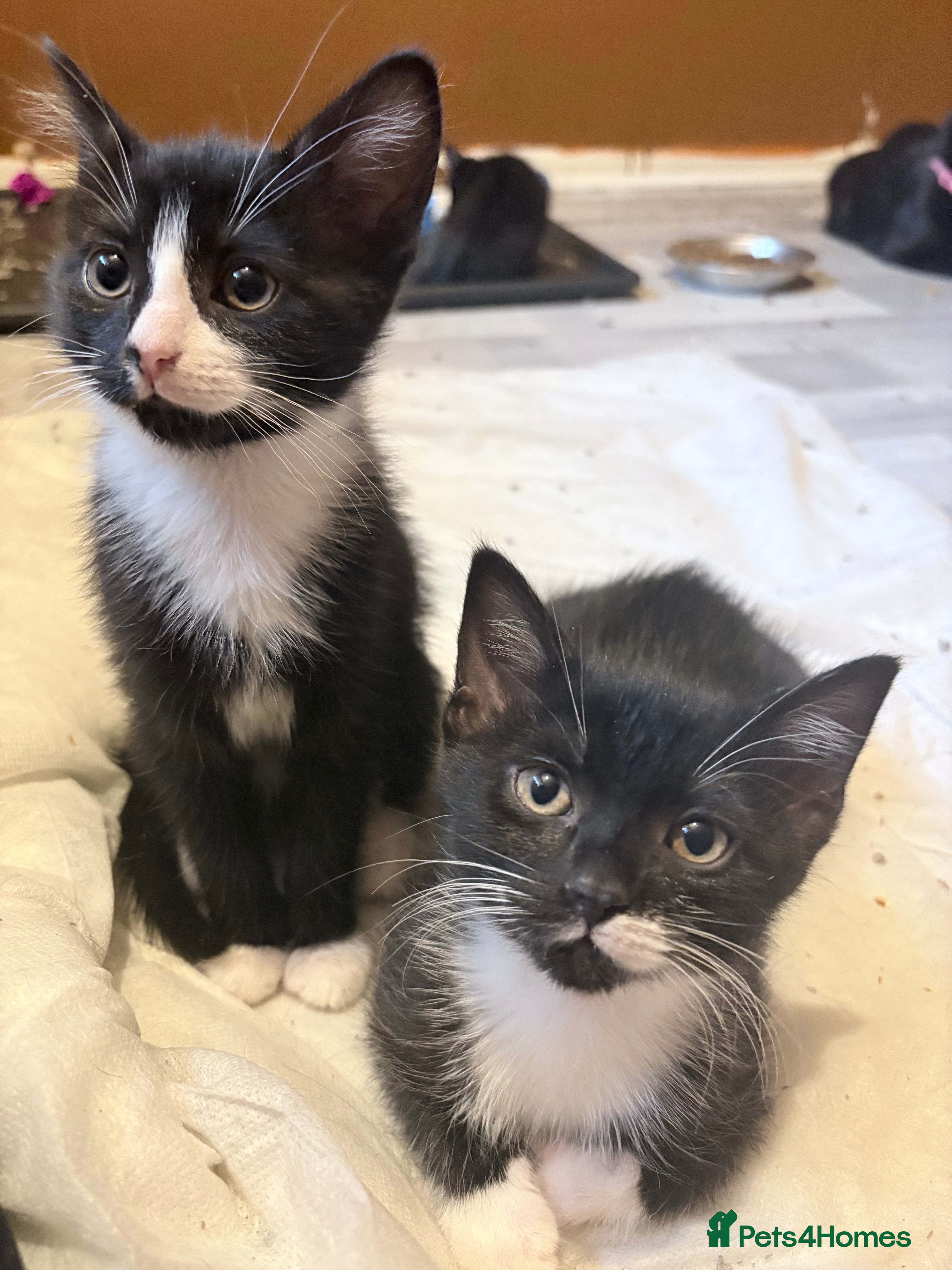 Mixed Breed cats Black and white kittens - Advert 13