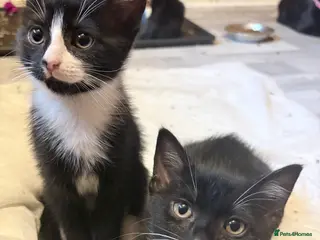 Mixed Breed cats Black and white kittens - Advert 13