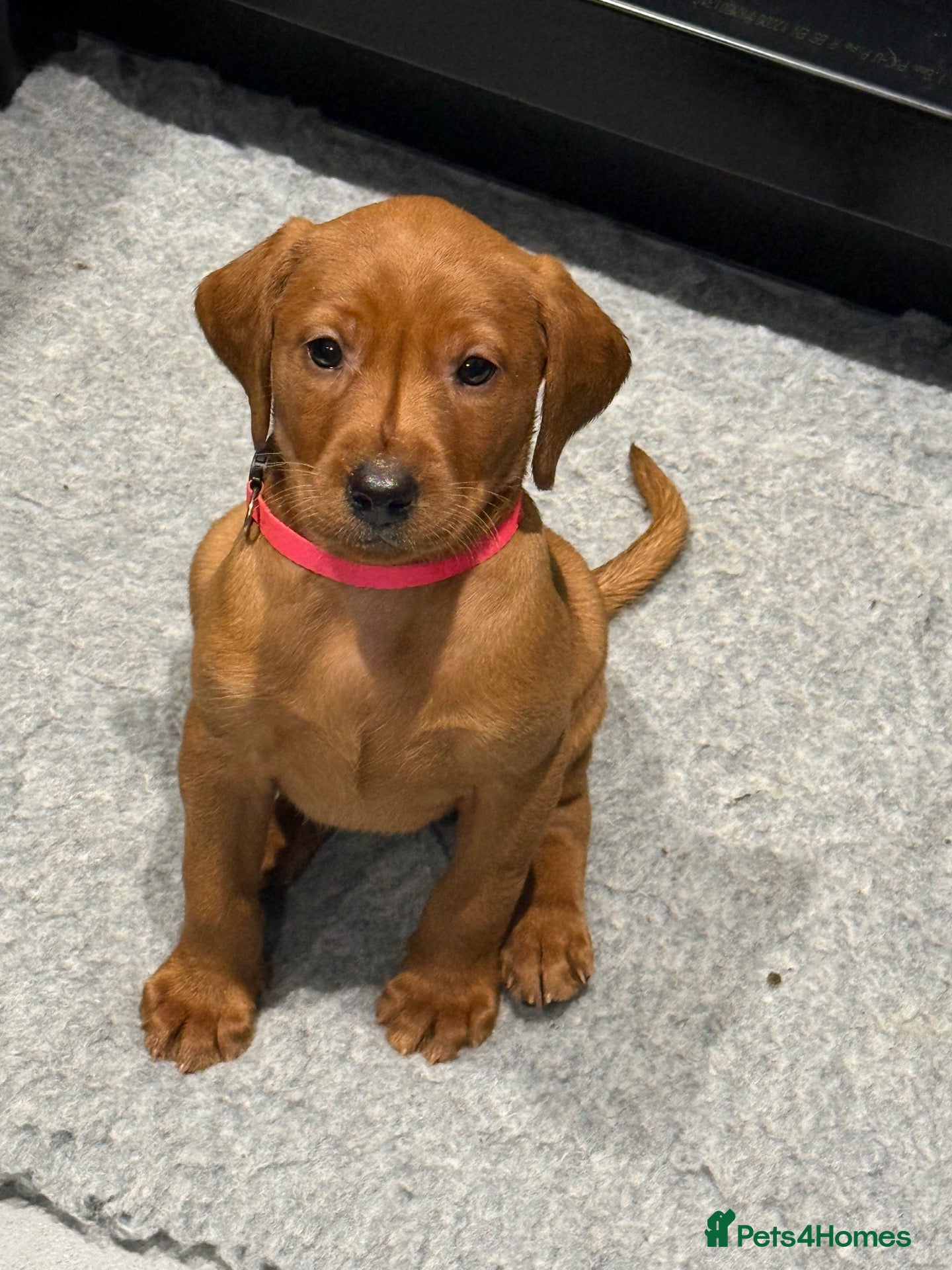 Labrador Retriever dogs Exceptional Fox Red Labrador Puppies  - Advert 20