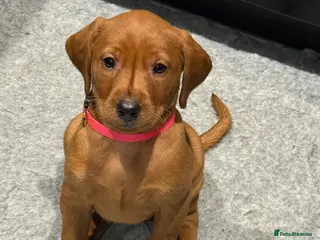Labrador Retriever dogs Exceptional Fox Red Labrador Puppies - Advert 20