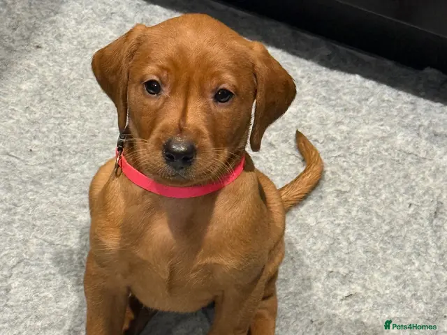 Labrador Retriever dogs Exceptional Fox Red Labrador Puppies - Advert 17
