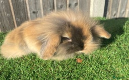 Mini Lion Lop rabbits for sale: ✨ 2 MINI LION LOPS – READY NOW ✨ - Image 12