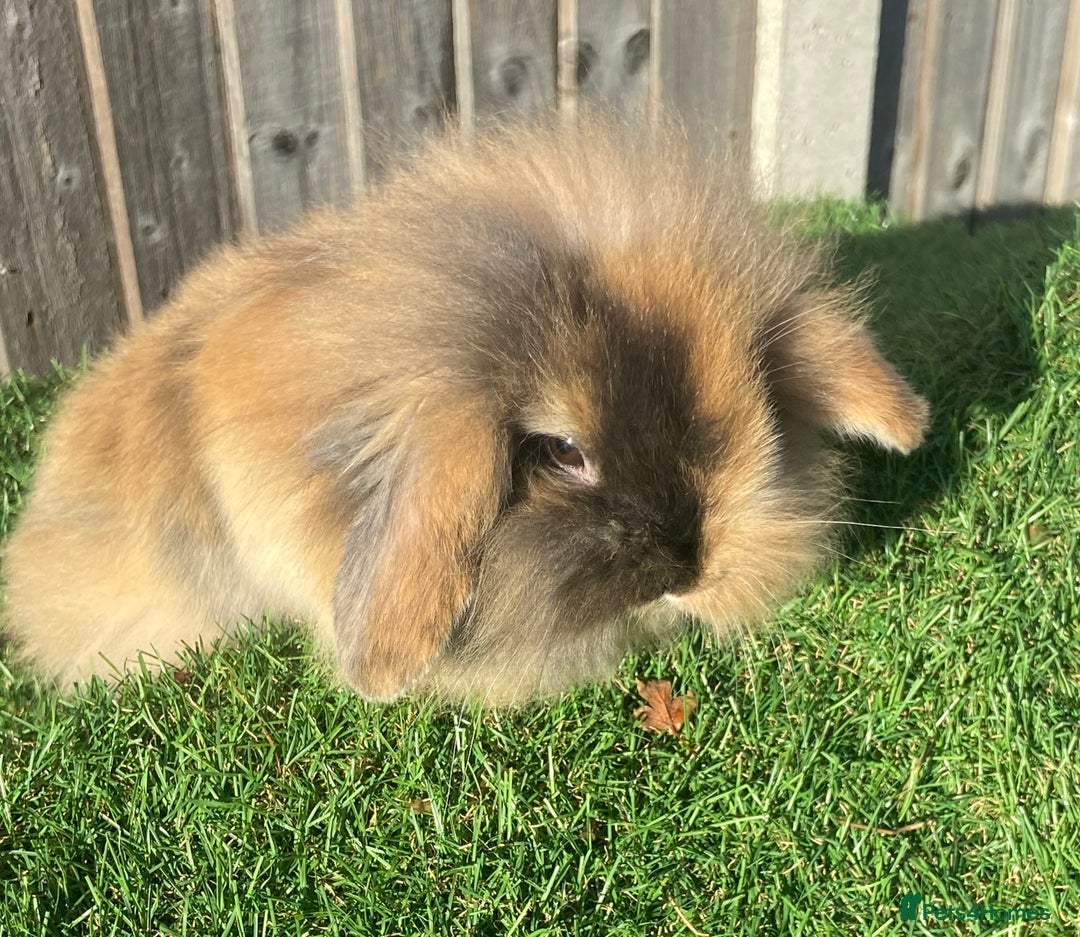 Mini Lion Lop rabbits for sale: ✨ 2 MINI LION LOPS – READY NOW ✨ - Image 12