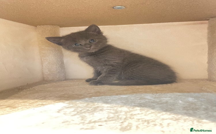 Russian Blue cats - Advert 3