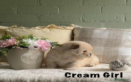 Chow Chow dogs for sale: 🌟Quality Chow Chow Puppies-ChampionLines🌟 - Image 20