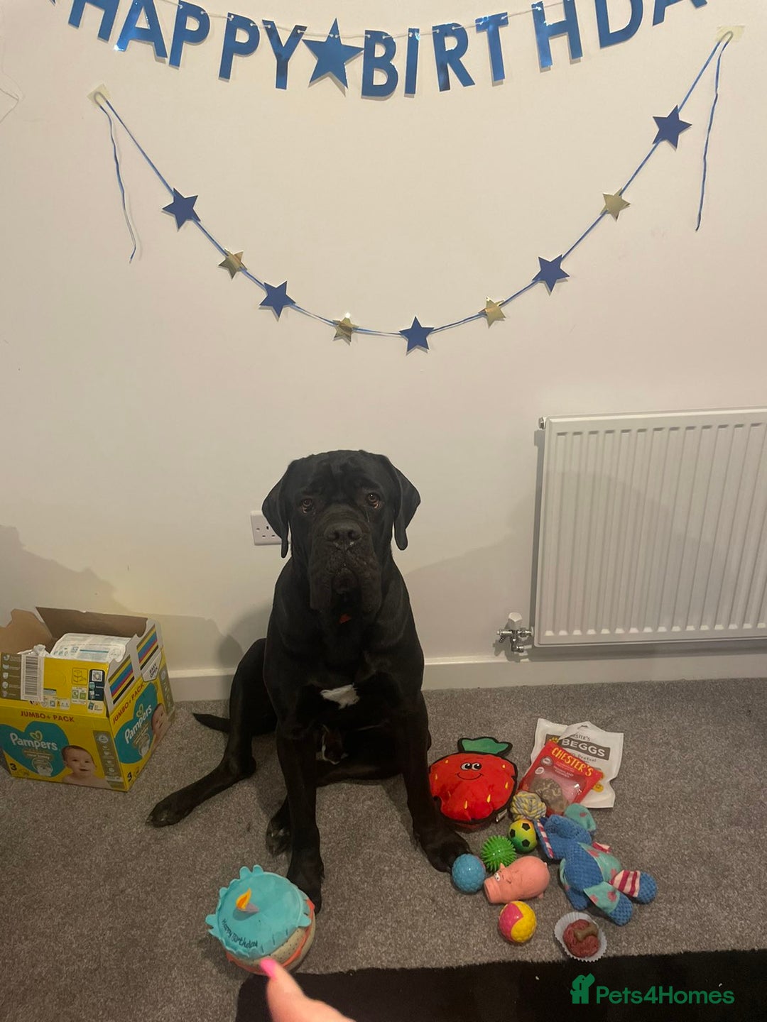 Cane Corso dogs for sale: Cane Corse Black- 2 years old - Advert 1