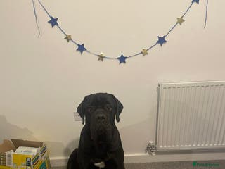Cane Corso dogs Cane Corse Black- 2 years old - Advert 4