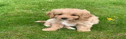 Cavachon dogs for sale: Outstanding Cavapoochon Puppies  - Advert 1