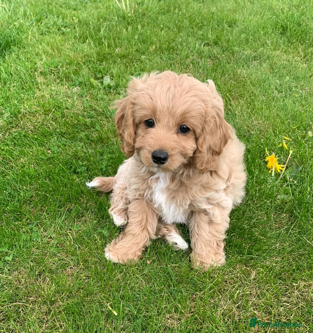 Cavachon dogs for sale: Outstanding Cavapoochon Puppies  - Advert 1