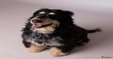 Cocker Spaniel dogs - Advert 16
