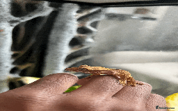 Gecko reptiles for sale: Sunstone Gecko - Image 2