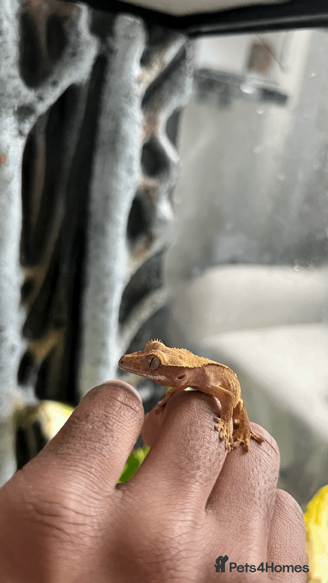 Gecko reptiles for sale: Sunstone Gecko - Image 2