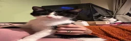 Mixed Breed cats for sale: Beautiful small girl - Advert 3