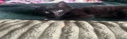 Mixed Breed cats for sale: Beautiful Girl Kitten 🩷 - Advert 4