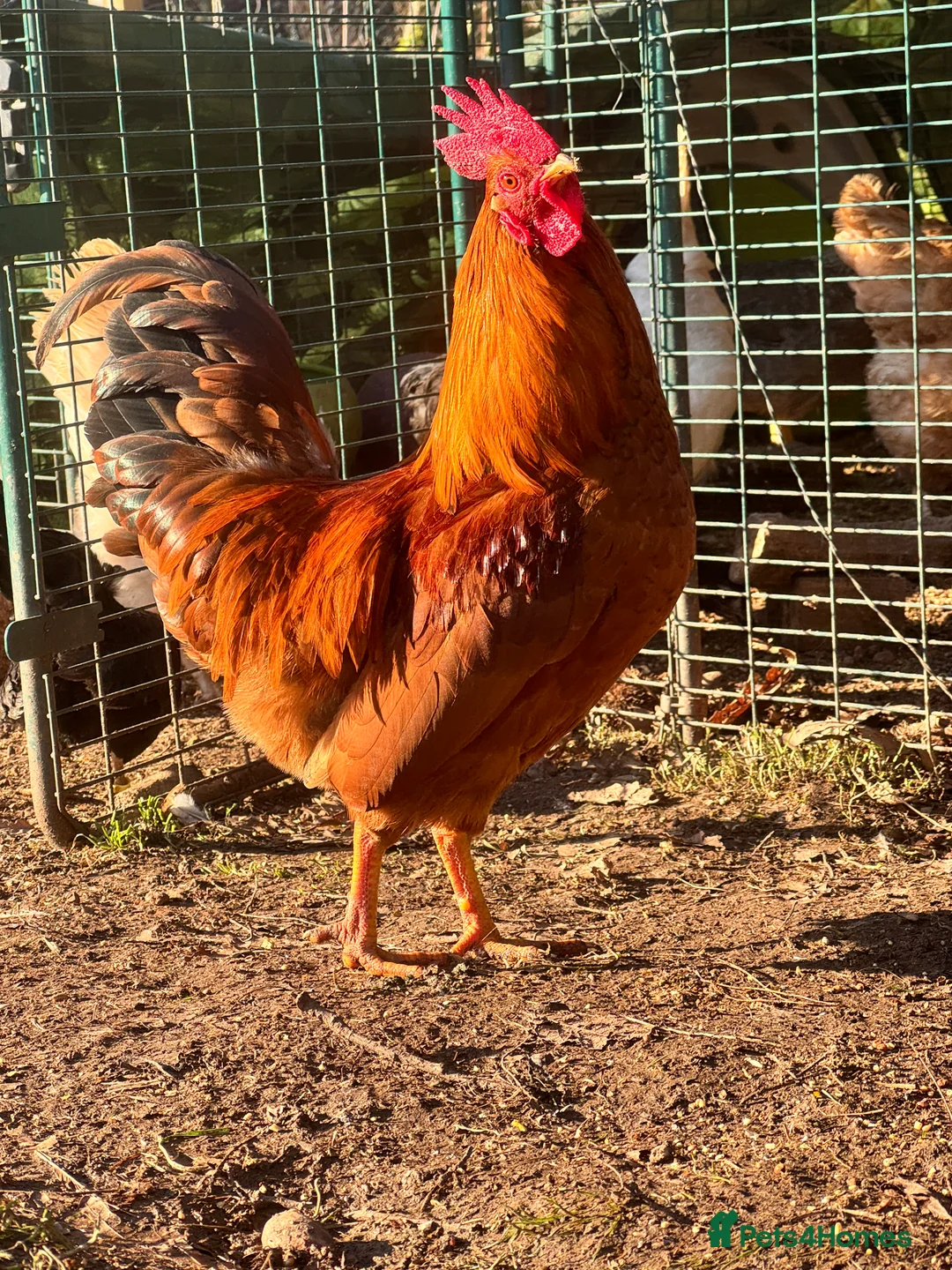 Chickens poultry for sale: Good looking cockerels - Advert 6