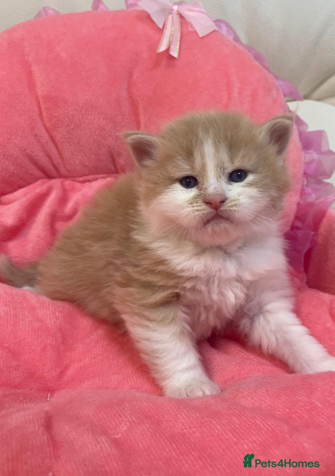 Mixed Breed cats Maine Coon cross long hair Ragdoll Kittens  - Advert 3