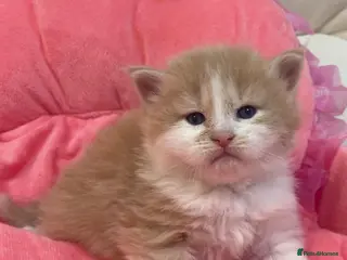 Mixed Breed cats Maine Coon cross long hair Ragdoll Kittens - Advert 3