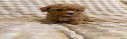 Cavapoo dogs for sale: 5 beautiful Cavapoo pups  - Advert 4