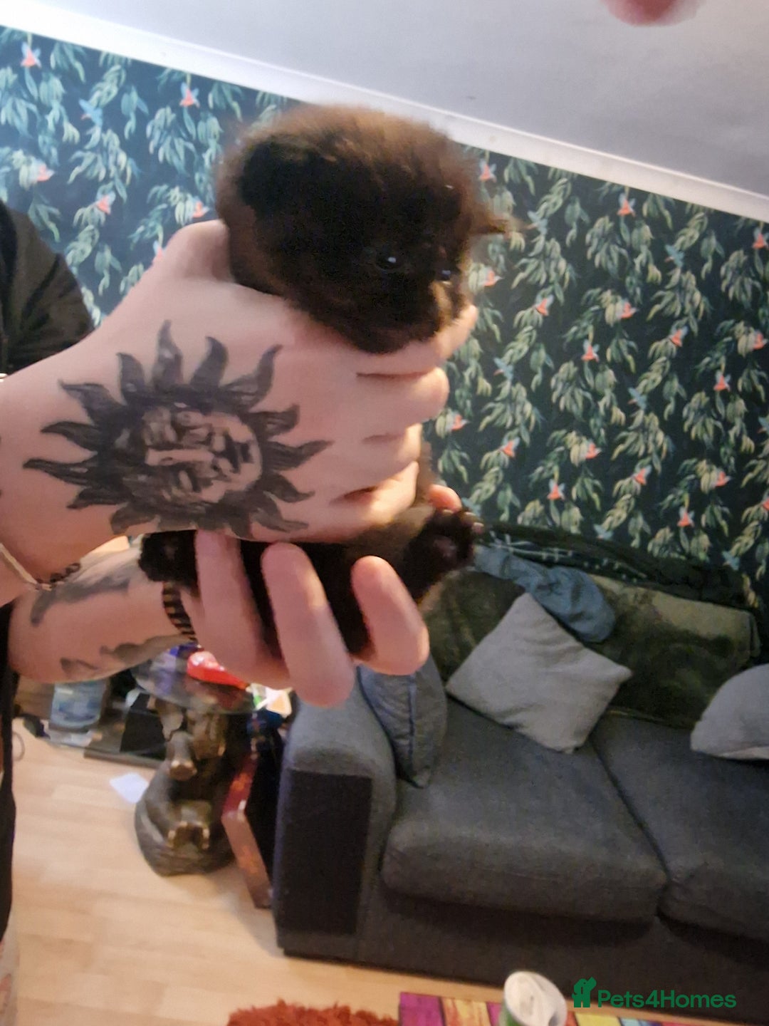 British Longhair cats for sale: 4 Adorable kittens for sale  - Advert 12