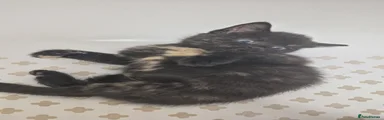 Rook