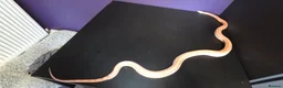 Corn Snake reptiles for sale: Cornsnakes normal lavender hypo fire tessera - Advert 9