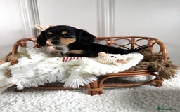 Miniature Dachshund dogs for sale: 𝕃𝕠𝕟𝕘 𝕙𝕒𝕚𝕣 𝕞𝕚𝕟𝕚 𝔻𝕒𝕔𝕙𝕤𝕙𝕦𝕟𝕕𝕤 - Image 5