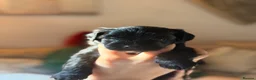 Mixed Breed dogs for sale: Miniature Poodle Cross Puppies  - Advert 15