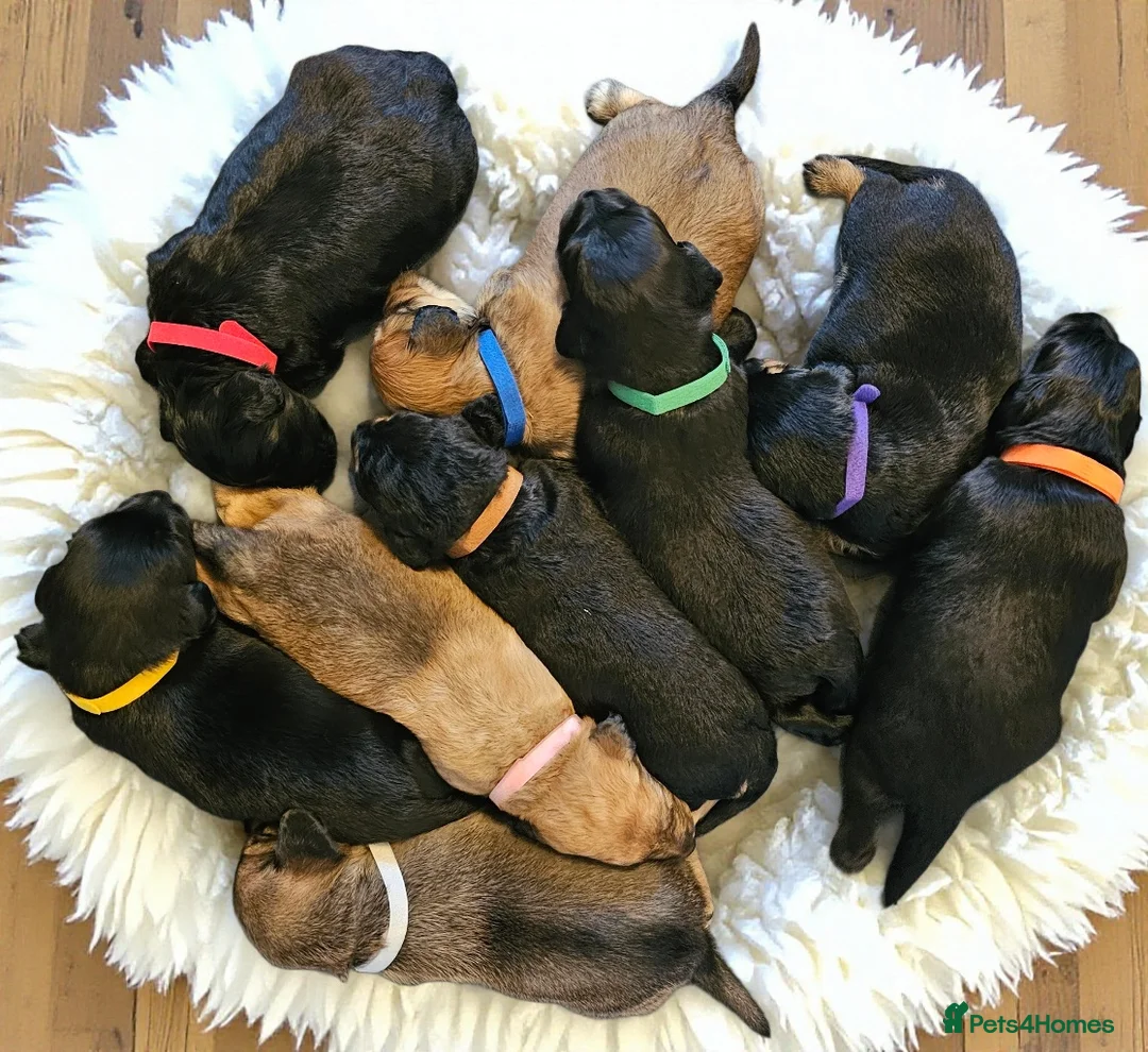 Mixed Breed dogs for sale: Dachshund x Labradoodle  - Advert 2