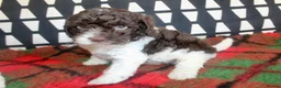 Cockapoo dogs for sale: Cockapoo babies ready from 31st August - Advert 8
