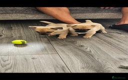 Chihuahua dogs for sale: Chihuahua puppies looking for their Forever Homes  - Image 3