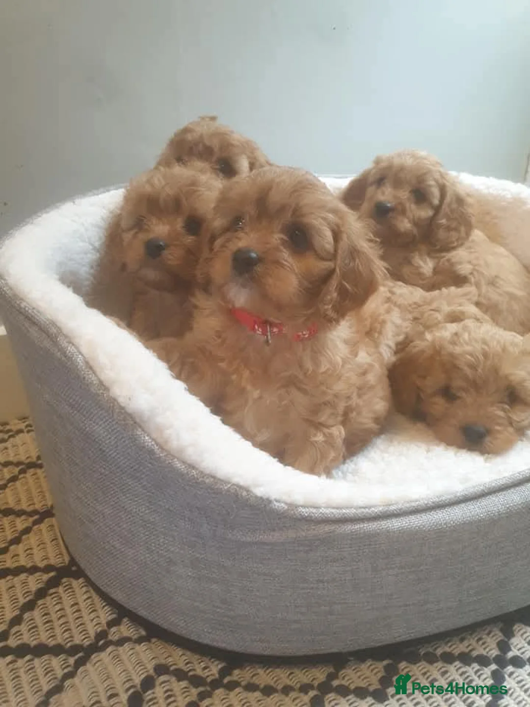 Cavapoo dogs for sale: Adorable selection of Cavapoo pups  - Advert 4
