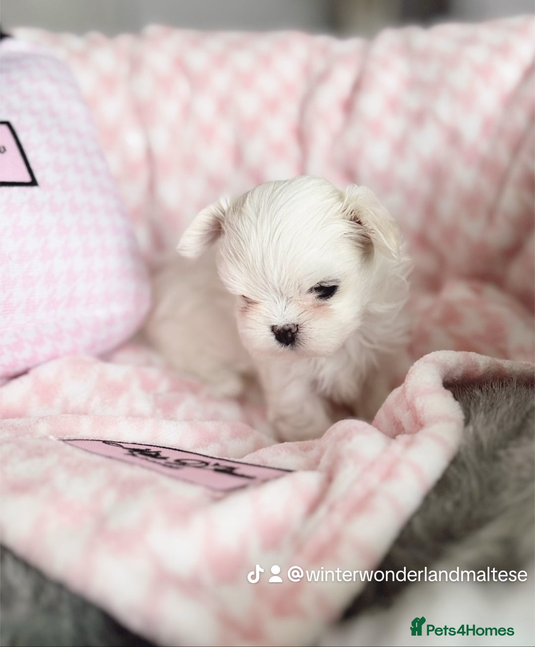 Maltese dogs for sale: 🩷Exclusive 🧬 DNA Tested 🧬 Full Korean Maltese🩵 - Advert 12