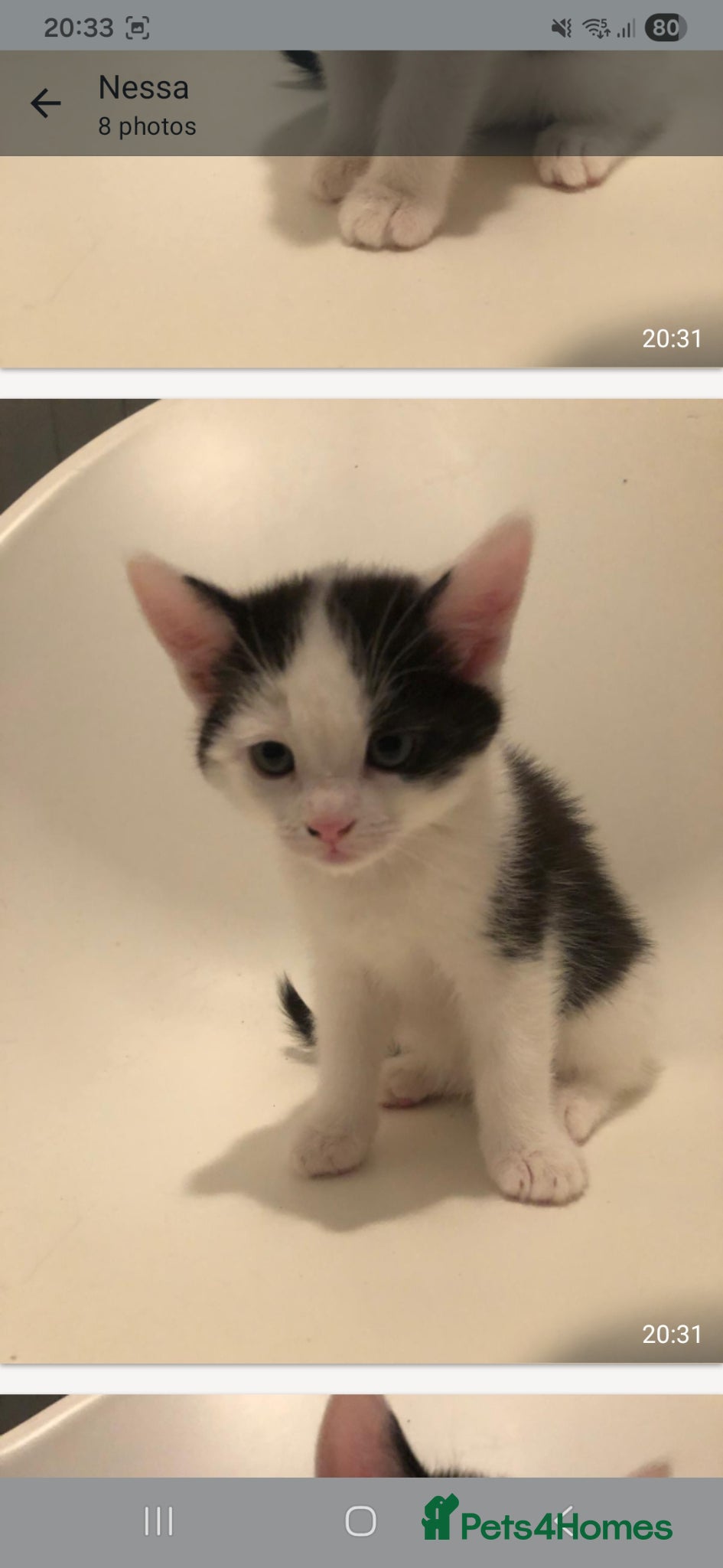 Mixed Breed cats Kittens for sale  - Advert 5