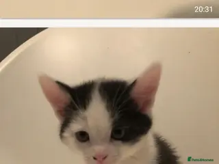 Mixed Breed cats Kittens for sale - Advert 5