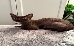 Devon Rex cats for sale: Chocolate Devon Female - Image 14