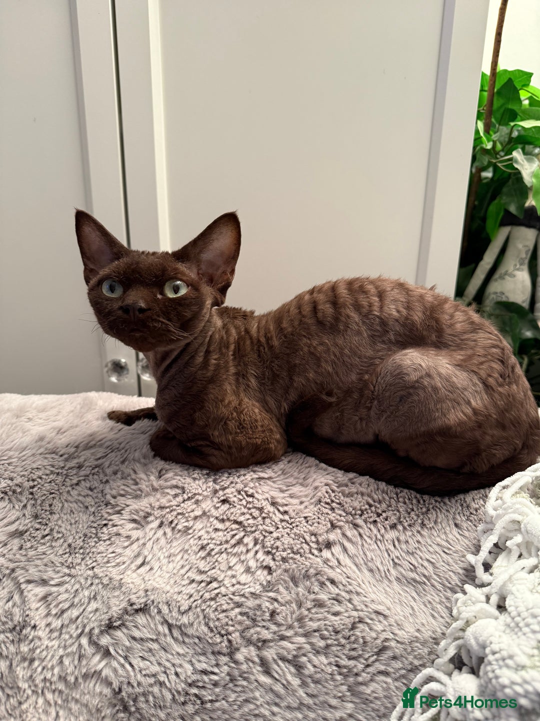 Devon Rex cats for sale: Chocolate Devon Female - Image 14