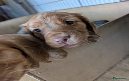 Cocker Spaniel dogs for sale: Golden cocker spaniel - Image 2