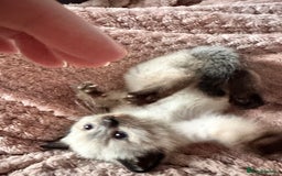 Ragdoll cats for sale: Two beautiful playful ragdolls ready now - Image 3