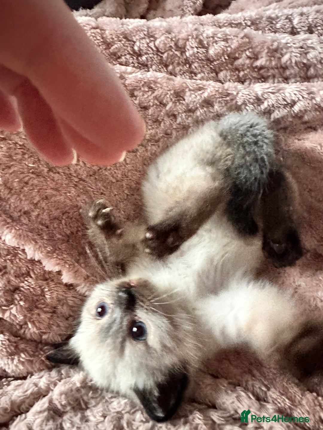 Ragdoll cats for sale: Two beautiful playful ragdolls ready now - Image 3