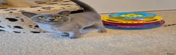 Burmese cats for sale: Gorgeous Pedigree Blue Female Burmese Kitten - Advert 2