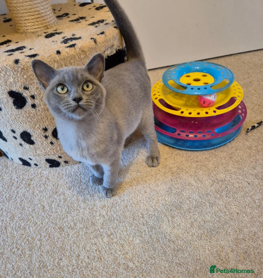 Burmese cats for sale: Gorgeous Pedigree Blue Female Burmese Kitten - Advert 2