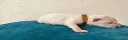 German Shepherd dogs for sale: EXCEPTIONAL WHITE GERMAN SHEPHERD PUPPIES FOR SALE - Advert 18