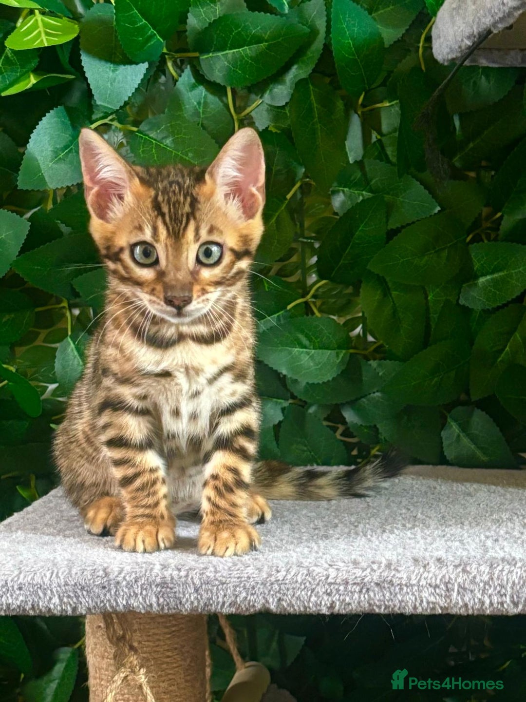 Bengal cats for sale: Brown Rosetted Bengal Boys – Ready 21/08/25 - Image 8