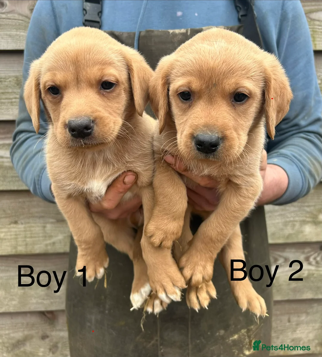 Labrador Retriever dogs for sale: Yellow Labrador pups - Advert 2