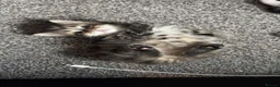 Mixed Breed cats for sale: Kittens for sale  - Advert 2