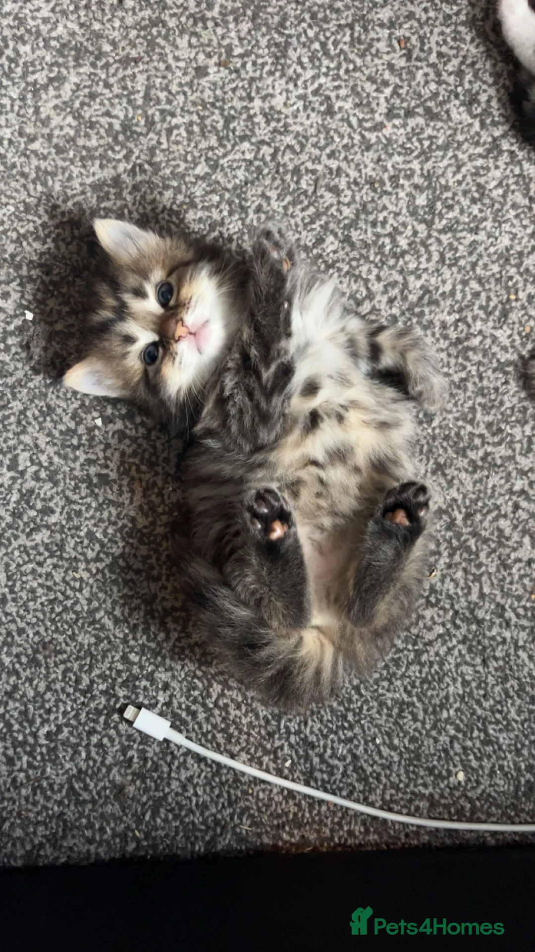 Mixed Breed cats for sale: Kittens for sale  - Advert 2
