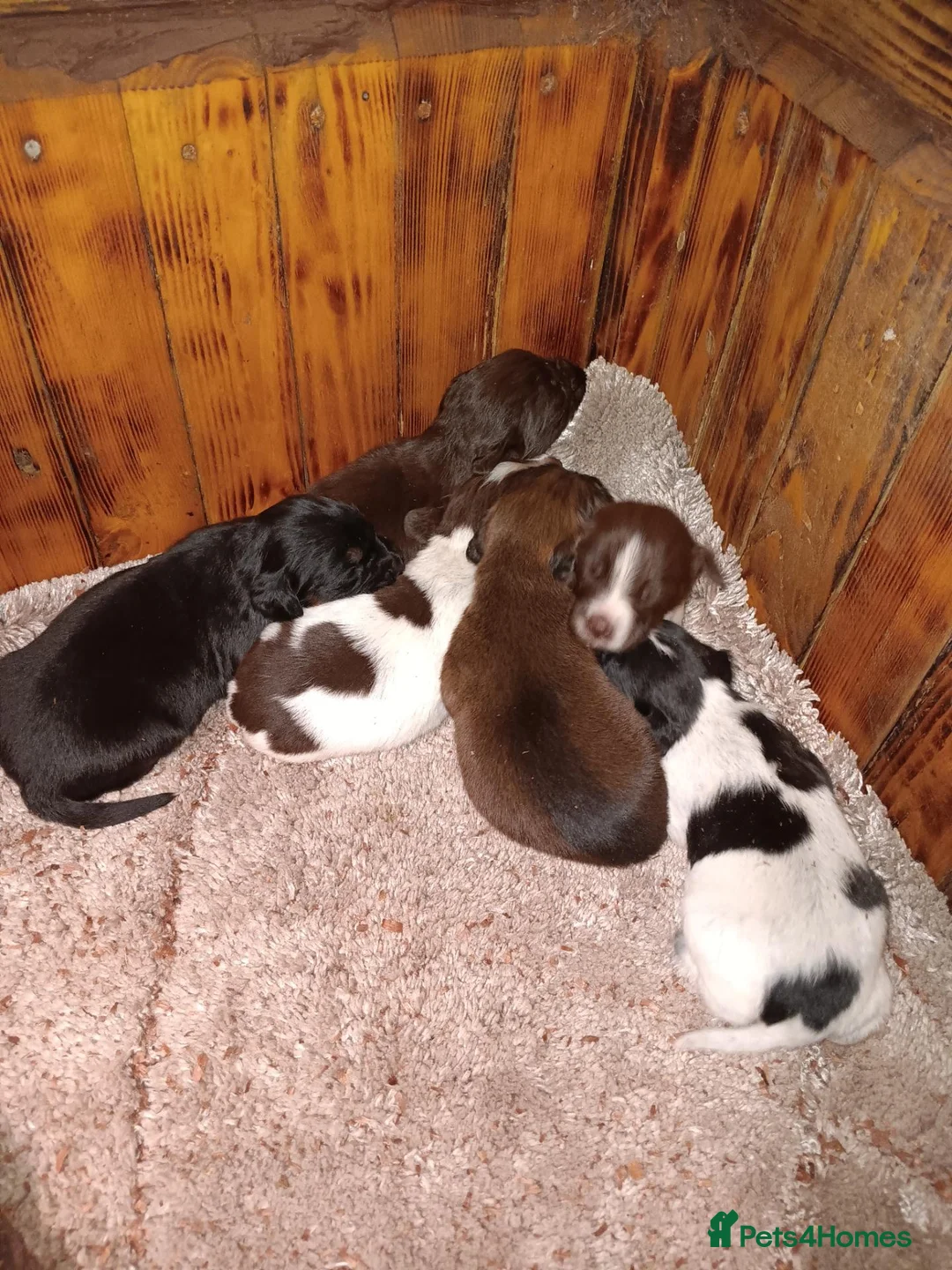 Cocker Spaniel dogs for sale: Cocker spaniel puppies - Advert 1