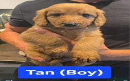 Double Doodle dogs for sale: Adorable Double Doodle puppies from family home - Image 7