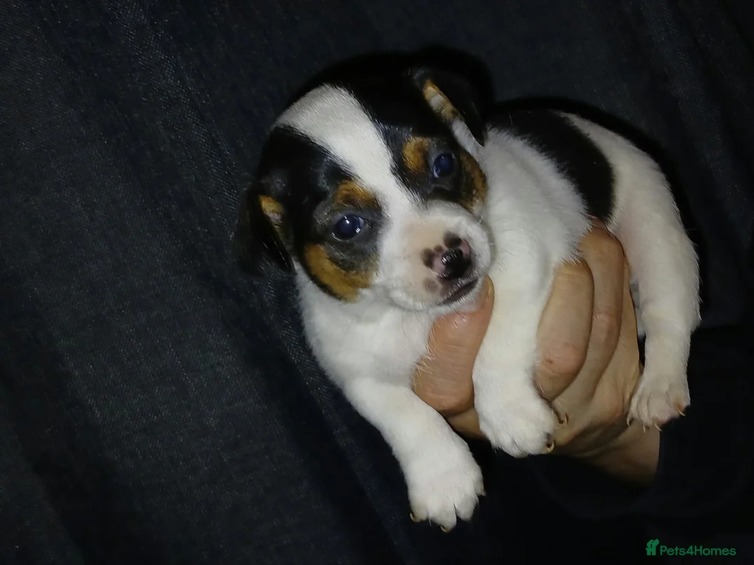 Jack Russell dogs for sale: 3 jack russels looking for a forever home  in Walsall - Advert 2